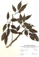 藏品(細齒千金榆)的圖片